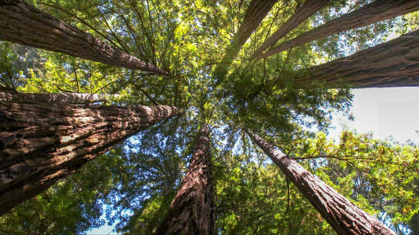 Best Utility Line Clearance  in El Sobrante, CA