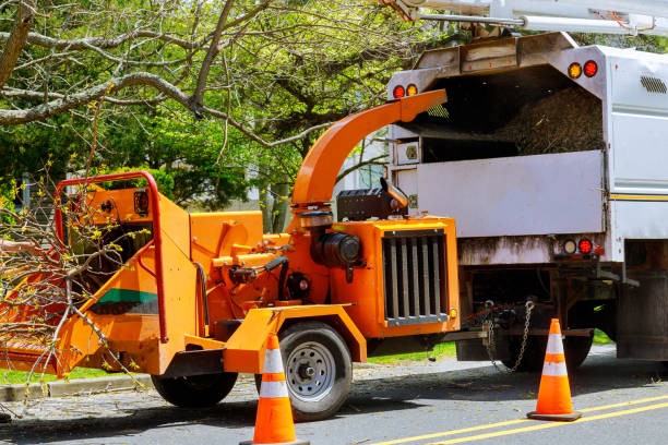 Best Tree Disease Treatment  in El Sobrante, CA