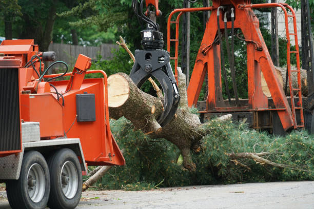 Best Tree Trimming and Pruning  in El Sobrante, CA