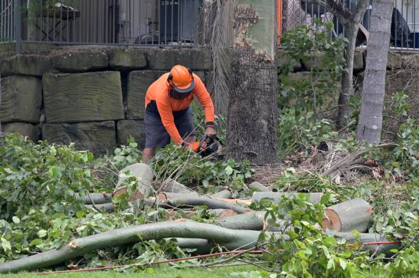 Best Tree Preservation Services  in El Sobrante, CA