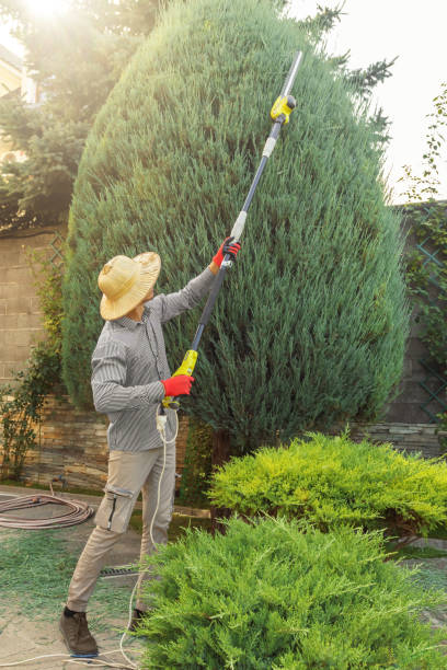 Best Lawn Mowing  in El Sobrante, CA